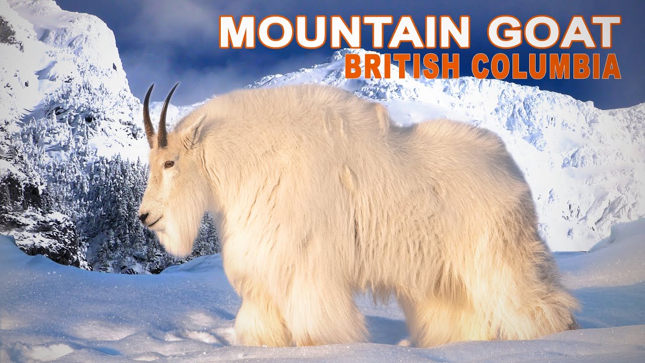Mountain Goat in British Columbia // Chasse &agrave; la Ch&egrave;vre Blanche en Colombie Britannique // 2023