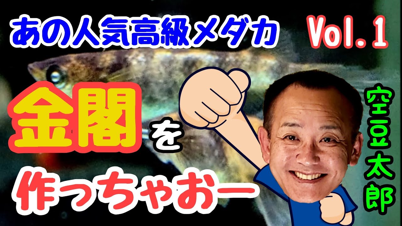 人気高級メダカ　金閣を作っちゃおー　Vol.1