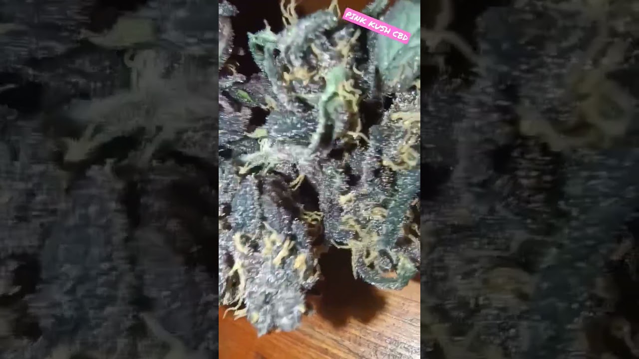 15 d&iacute;as de secado pink kush cbd comenzando su curado