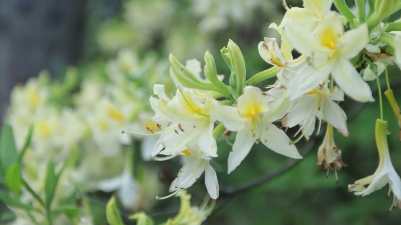 Jeli Arbor&eacute;tum, K&aacute;m