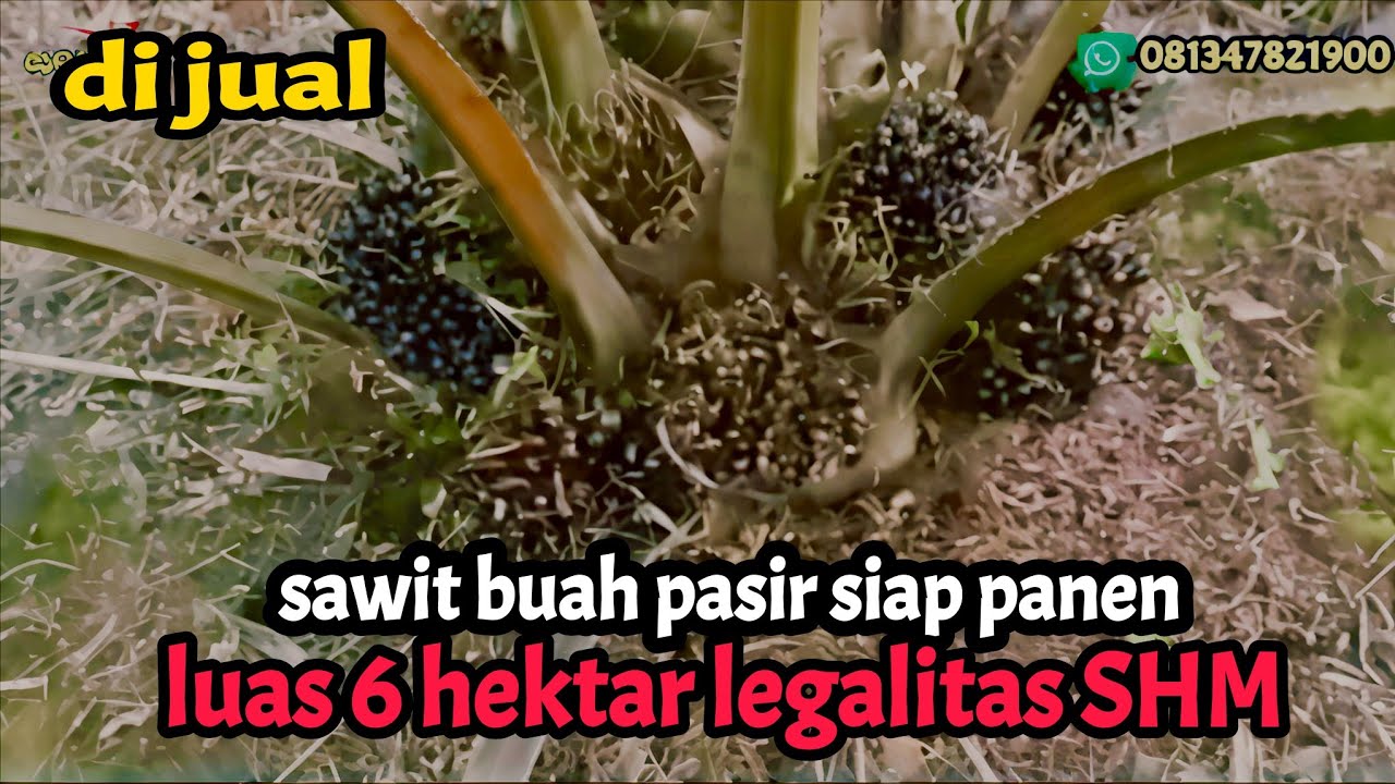 di jual kebun sawit buah pasir legalitas SHM