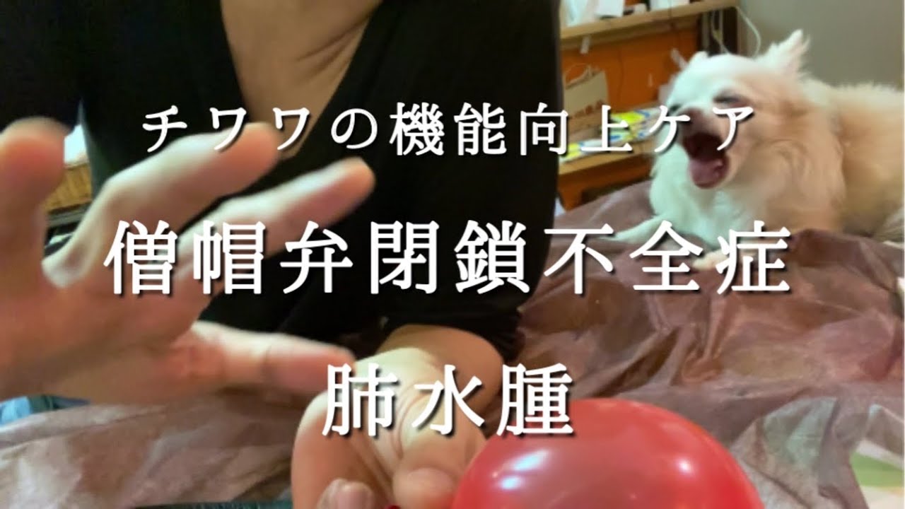 チワワの病気が心配です　🐶僧帽弁が復活する可能性が高くなる方法です。飼い主さんだからできることを動画にしました。諦めないで続けて欲しい★