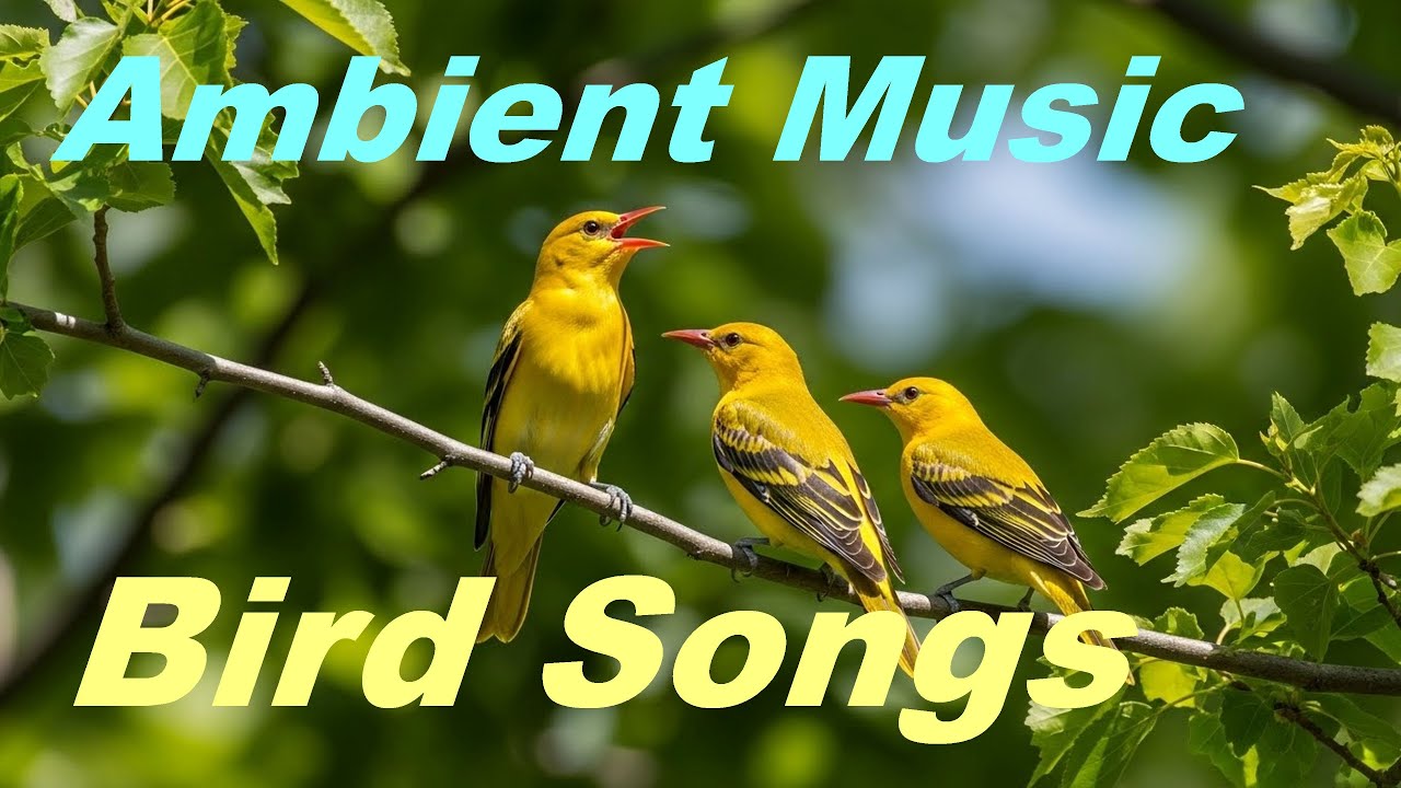 Relaxing Bird Singing Guzheng Ambience Music Reduce Stress Calm Our Mind Naturally #ambient #relax