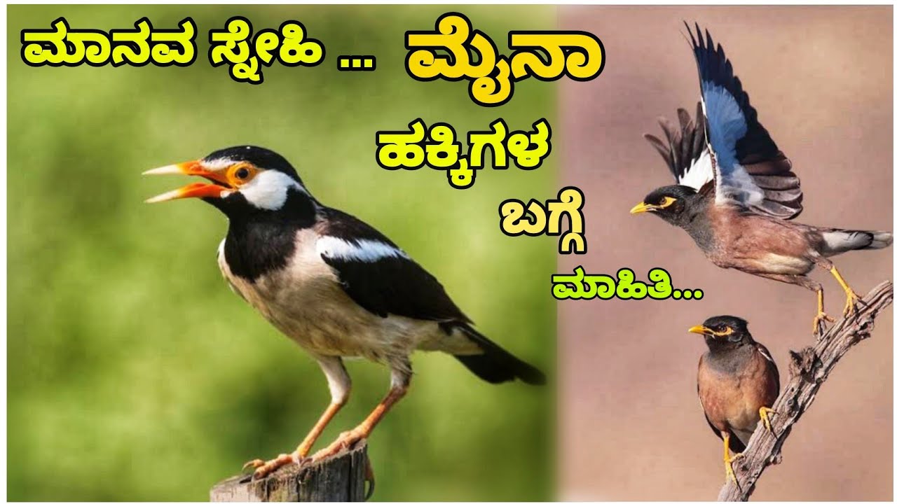 Common Myna and Myna Birds Information In Kannada || Information Studio Kannada || ಗೊರವಂಕ