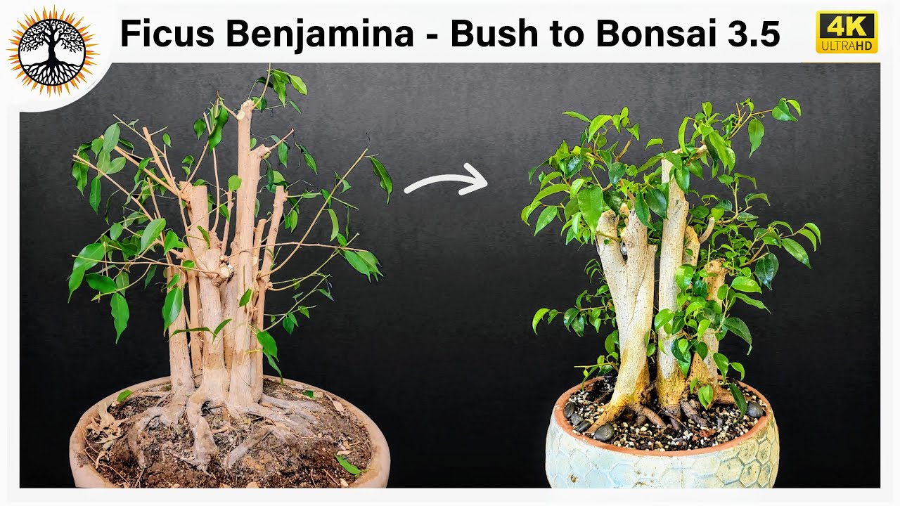 Ficus Benjamina - Bush to Bonsai 3.5