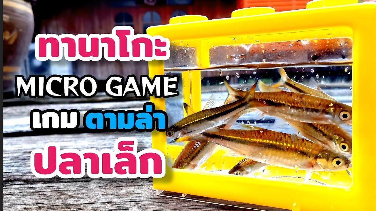 แนวทาง ตกปลา ทานาโกะ .. สอนทำเหยื่อสูตรเด็ด !! (Ep. 70)
