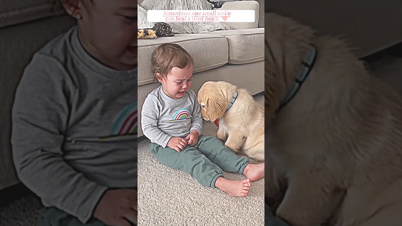 #petlove