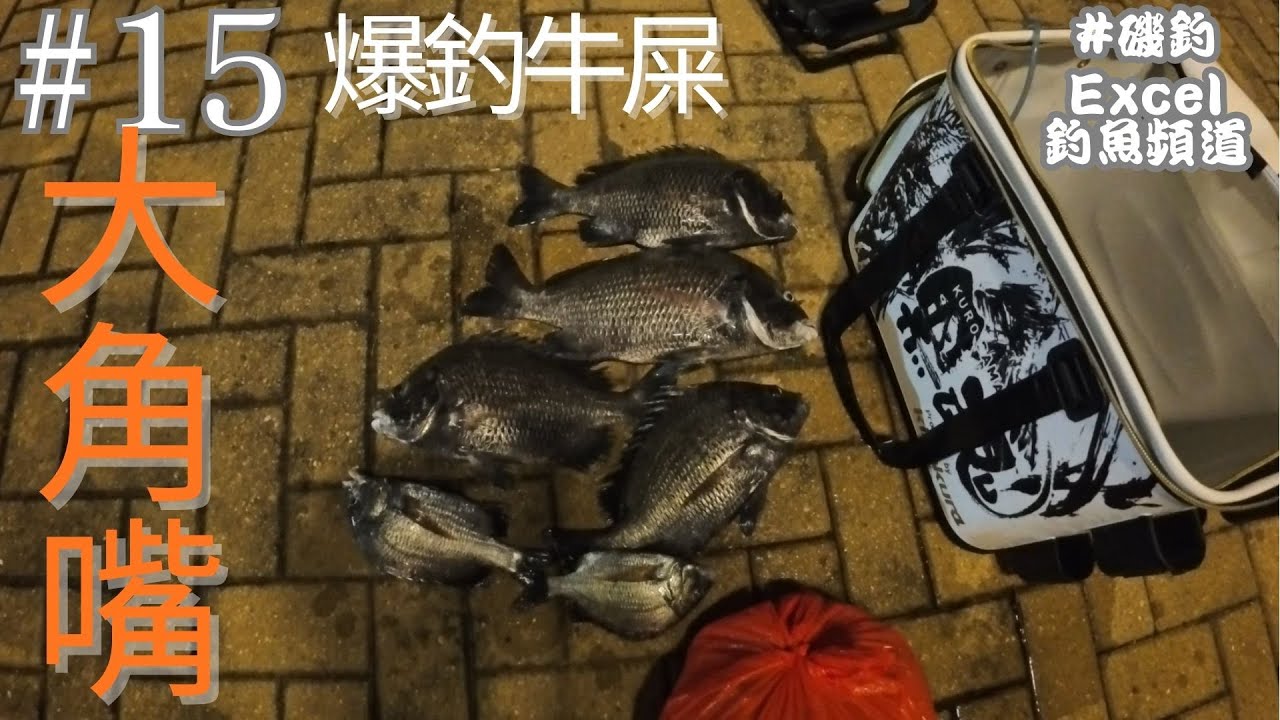 香港釣魚丨大角嘴 爆釣牛屎丨磯釣丨23.10.2025 l #釣り #釣魚 #香港釣魚 #磯釣り  #磯釣  #fishing #大角嘴 #斷駁