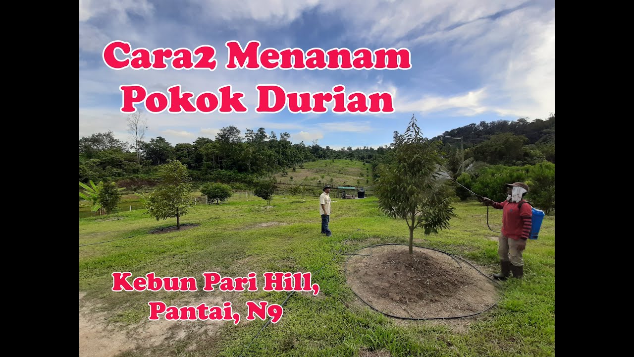 Cara-cara Menanam Pokok Durian Musang King dan Duri Hitam