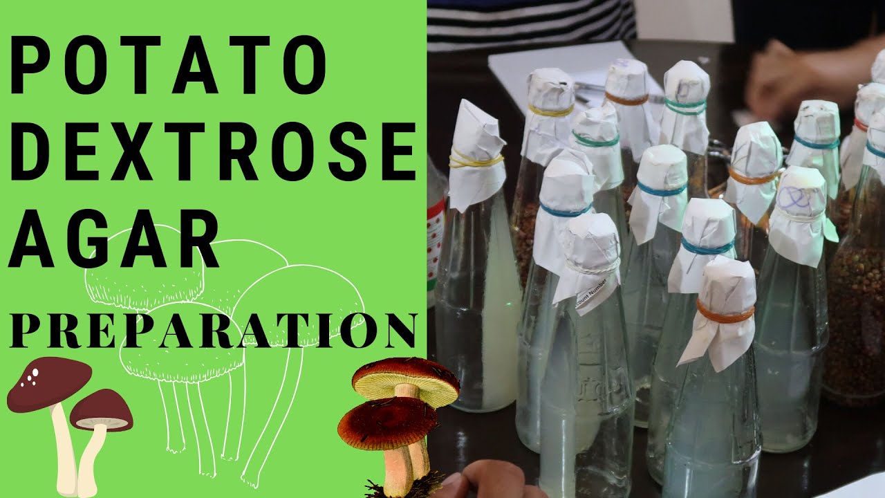 Mushroom Production: Potato Dextrose Agar Preparation | PDA