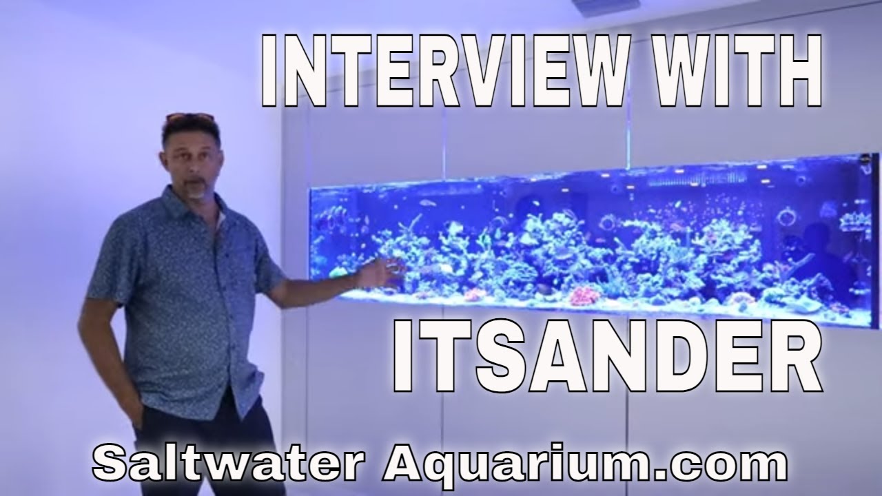 Visiting a Saltwater Tank