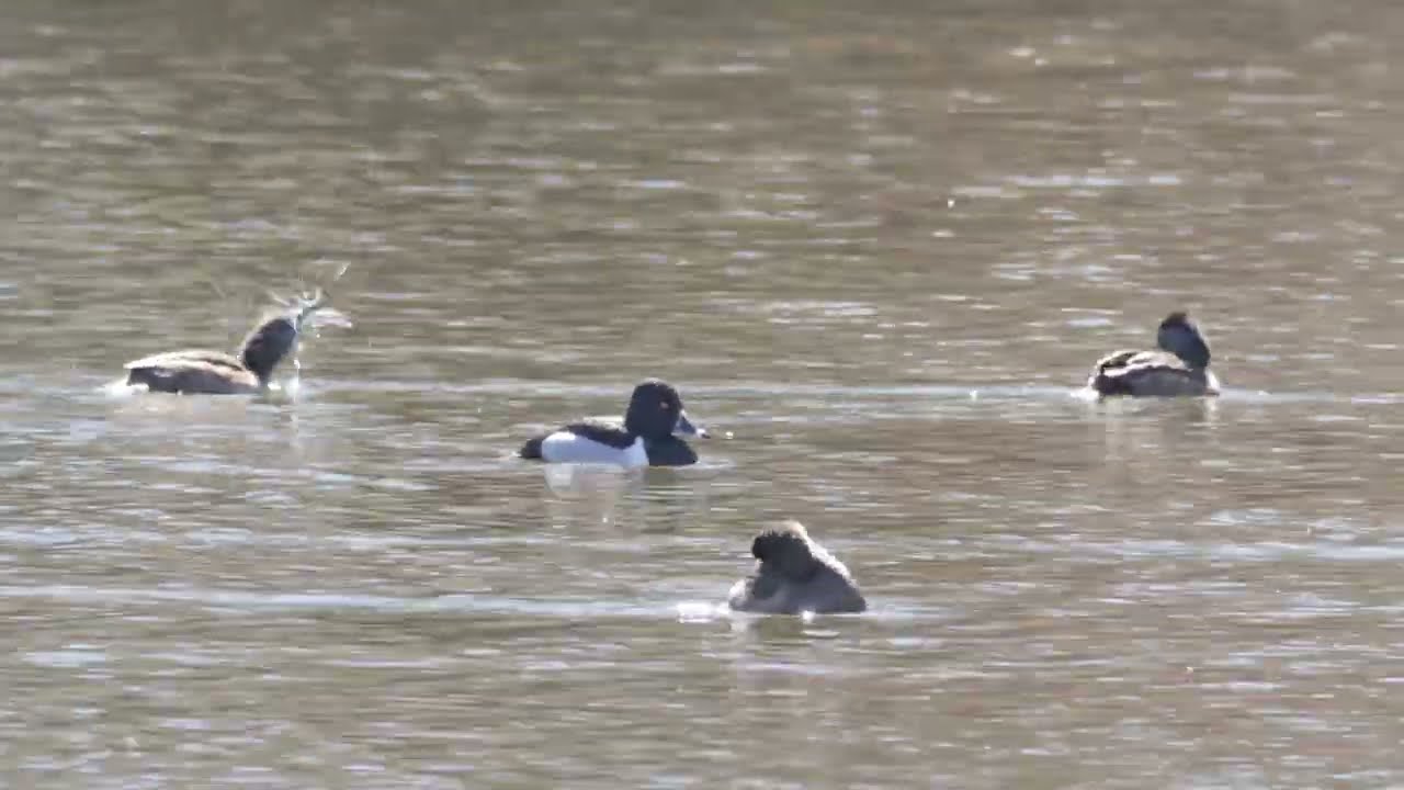 Ring-necked Duck