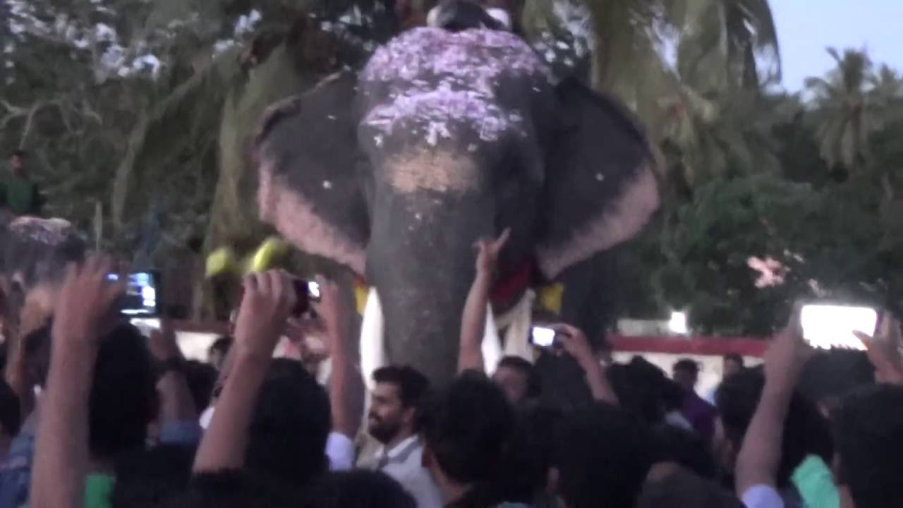 Cherpulassery Parthan at Pazhanji Palli Perunnal