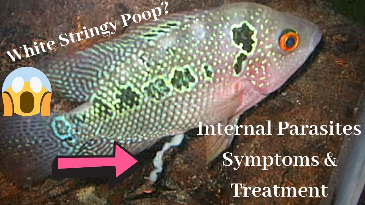 INTERNAL PARASITES (WORMS) - Symptoms & Treatment