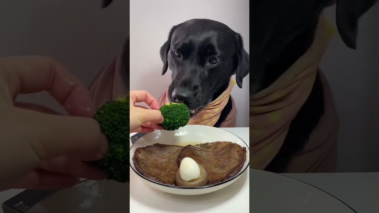 Un chien qui mange du steak dans l'hiver froid  #astuce #dog #manger  #viralshorts #animals