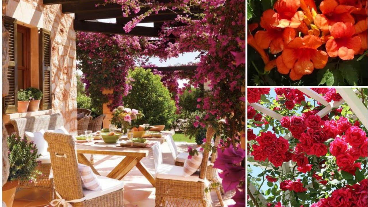 5 TREPADEIRAS PARA COBRIR PERGOLADOS!! BEL&Iacute;SSIMAS!