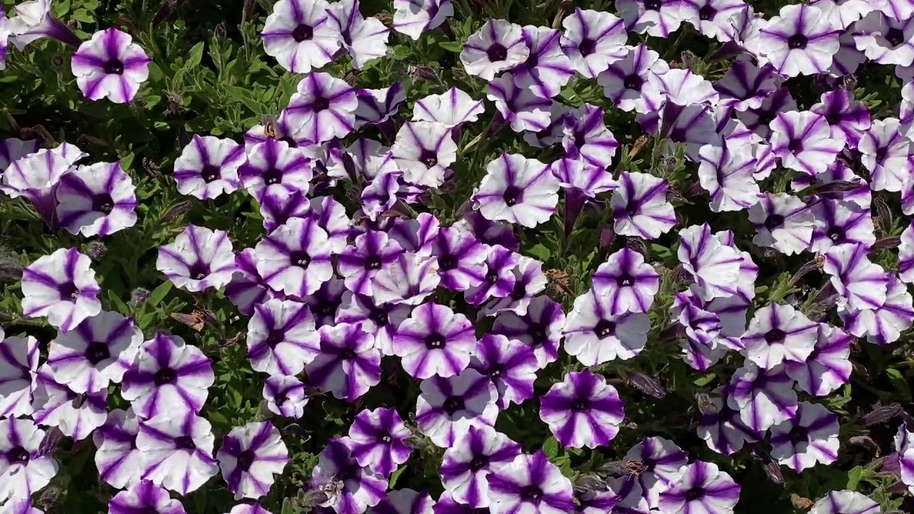 Supertunia® Mini Vista™ Violet Star | Garden Crossings