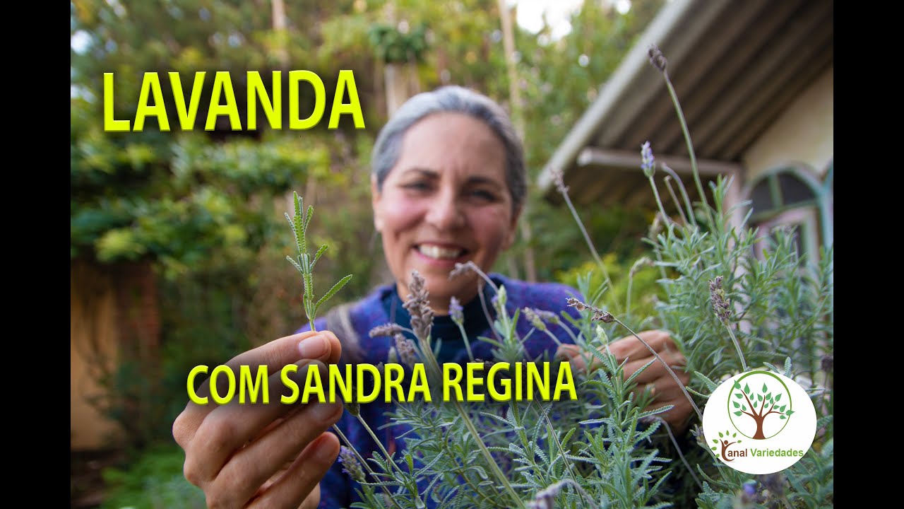Lavanda em Casa, Horta Medicinal com Sandra Regina do Armazém Fruto da Terra