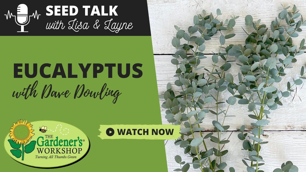 Seed Talk #29 - Eucalyptus with Dave Dowling