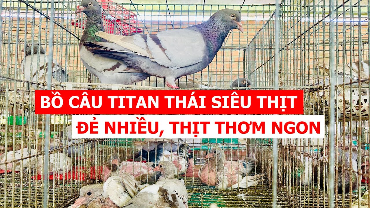 Một năm đẻ 25-30 lứa, dễ nuôi và lợi nhuận cao, bồ câu TITAN Thái được nhiều người chọn nuôi