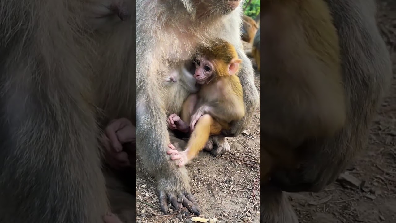 Monkey Mom&rsquo;s Love The Cutest Baby Bonding Moment #monkey #babymonkeys #monkeylovers