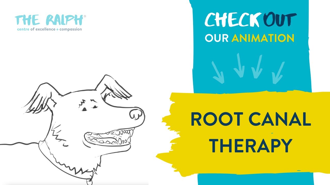 Root Canal Therapy for Dogs and Cats
