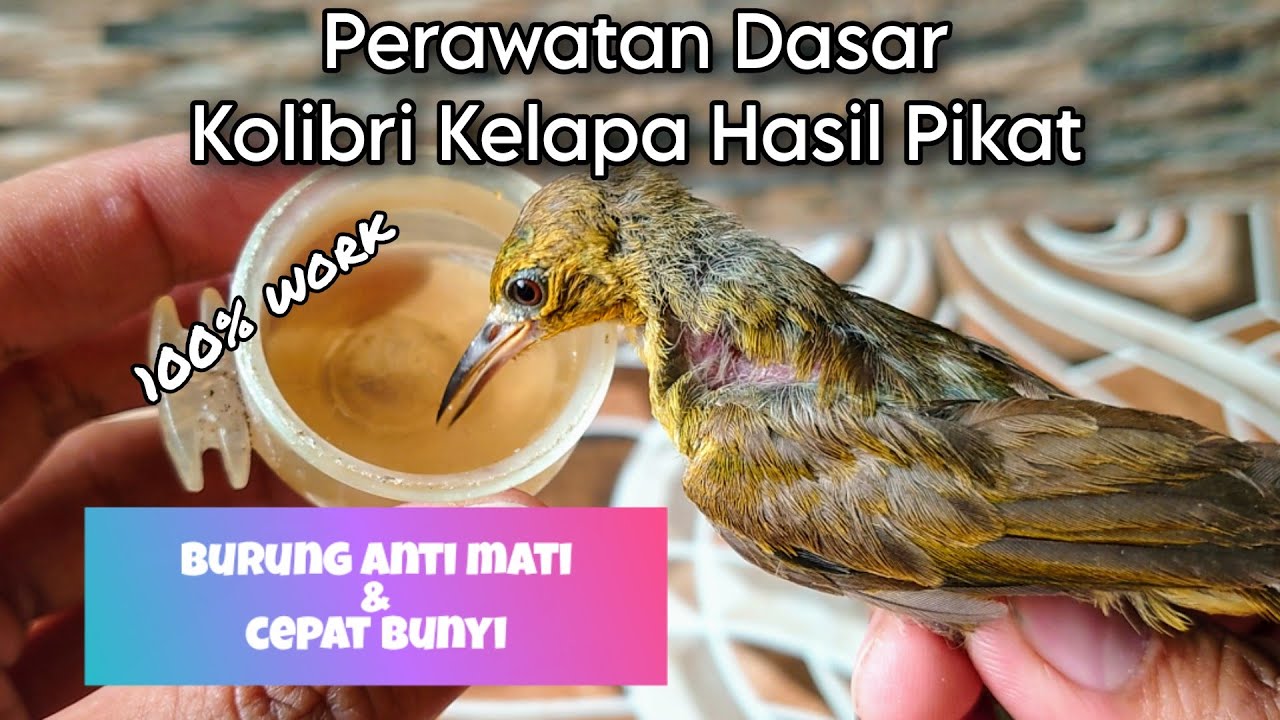 PERAWATAN DASAR BURUNG KOLIBRI KELAPA HASIL PIKAT | MANGGAR | KORLAP | WICEH | KORLAP GACOR