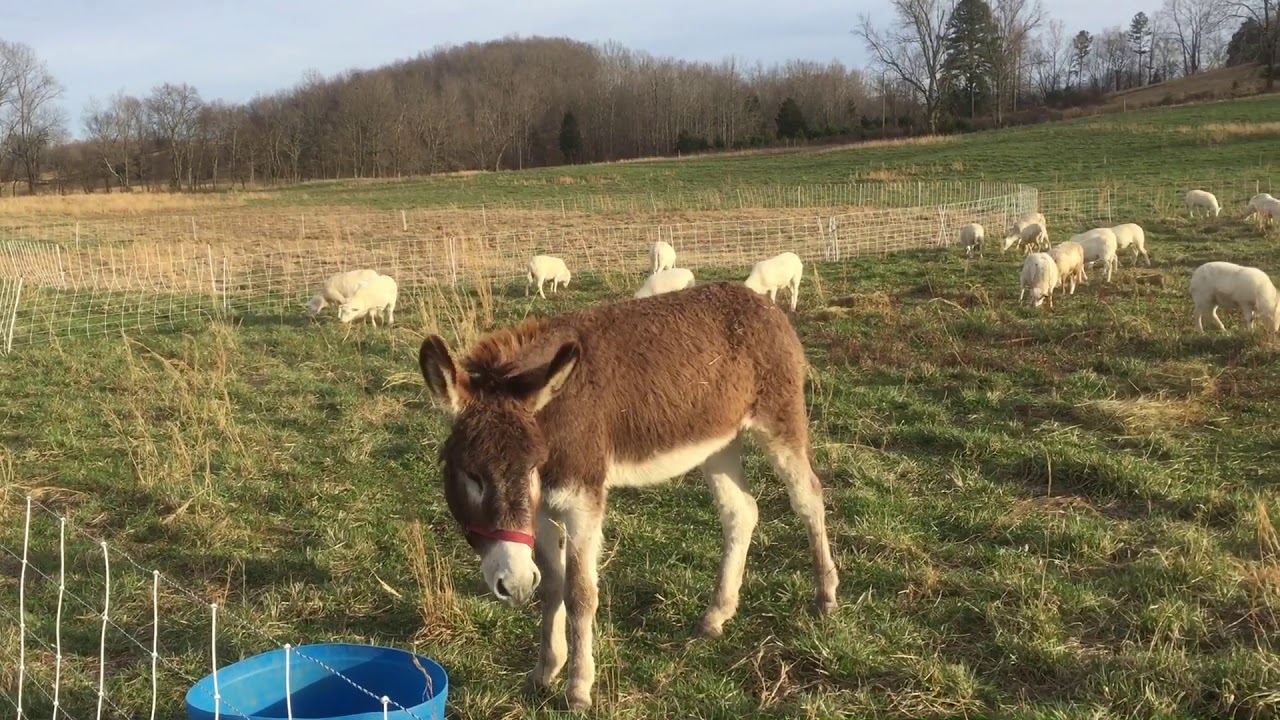Livestock Guardian Donkey with Sheep