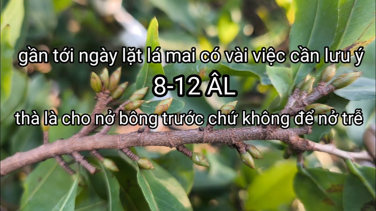 Hãy xem cách điều chỉnh ngày lặt lá mai với thời tiết bất lợi như hiện nay! 8-12ÂL.