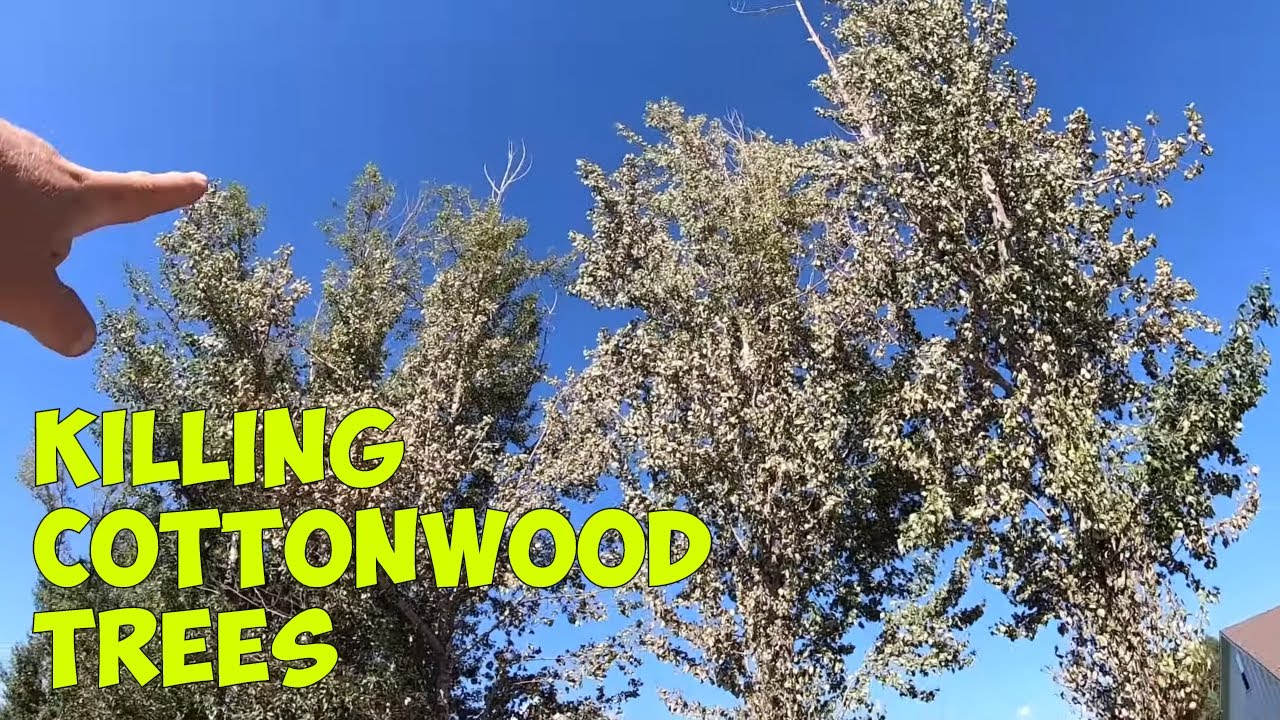 How to KILL COTTONWOOD Trees