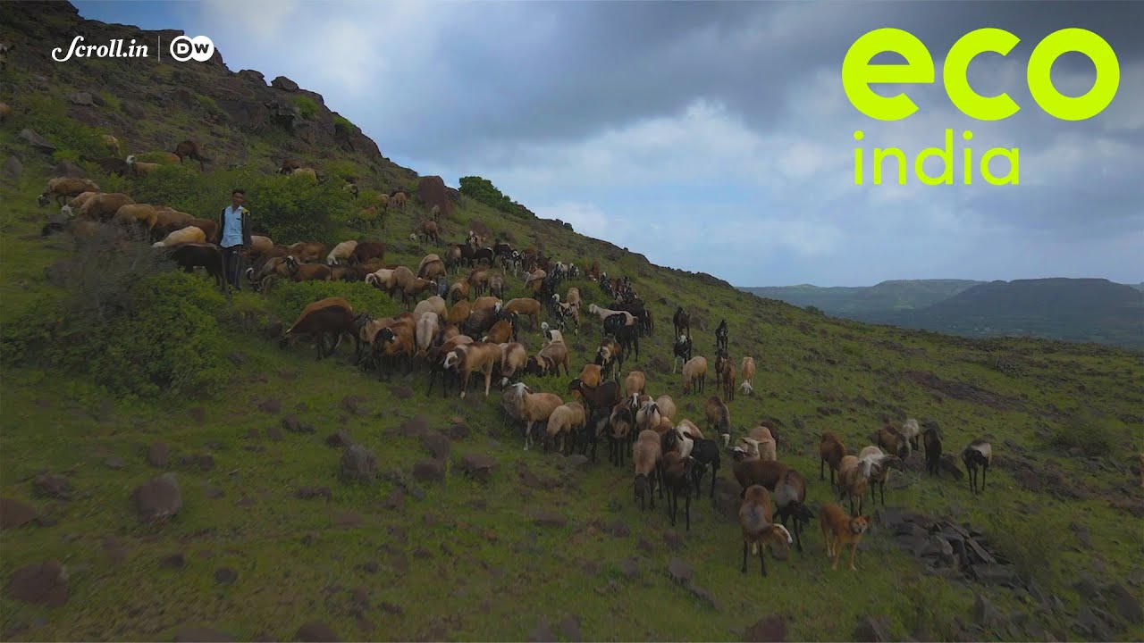 Eco India: Home to Dhangar and Deccani sheep, Saswad's grasslands face an uphill battle for survival