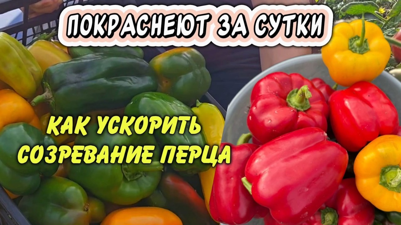 Перец покраснеет быстро: простые и проверенные способы ускорения созревания