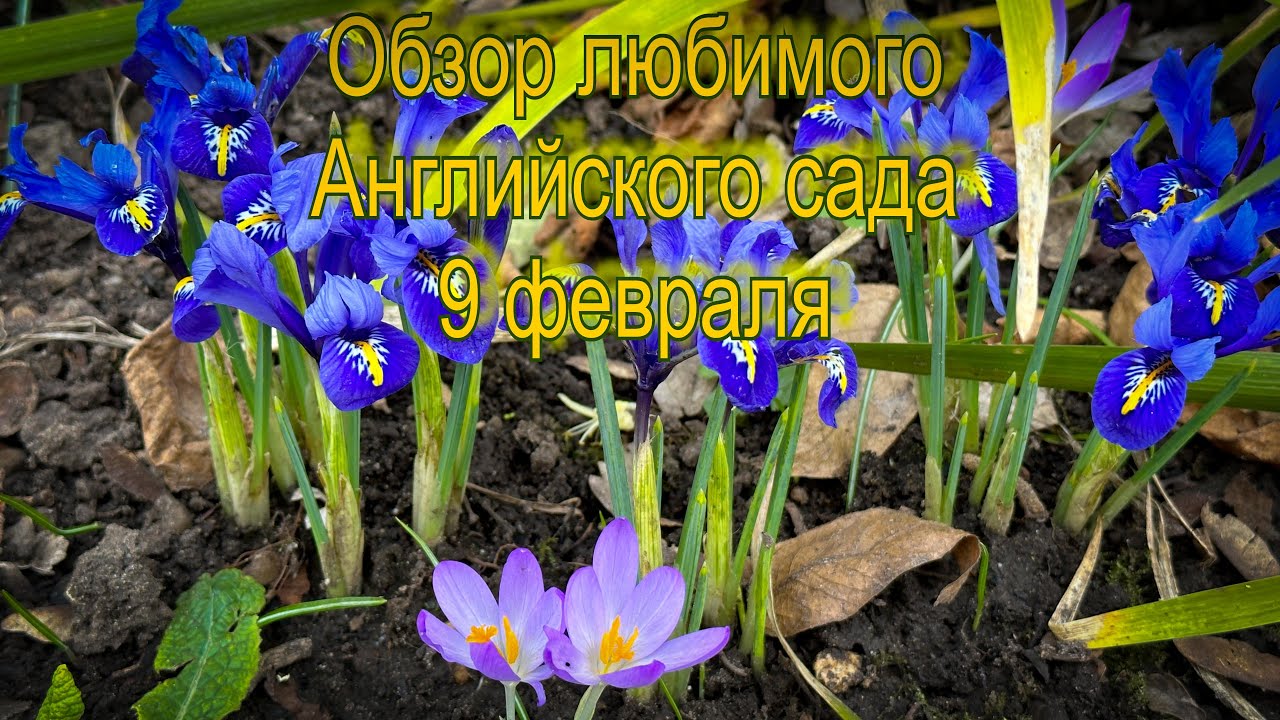 Vlog 447 - Любимый Английский сад- обзор 9 февраля 2024