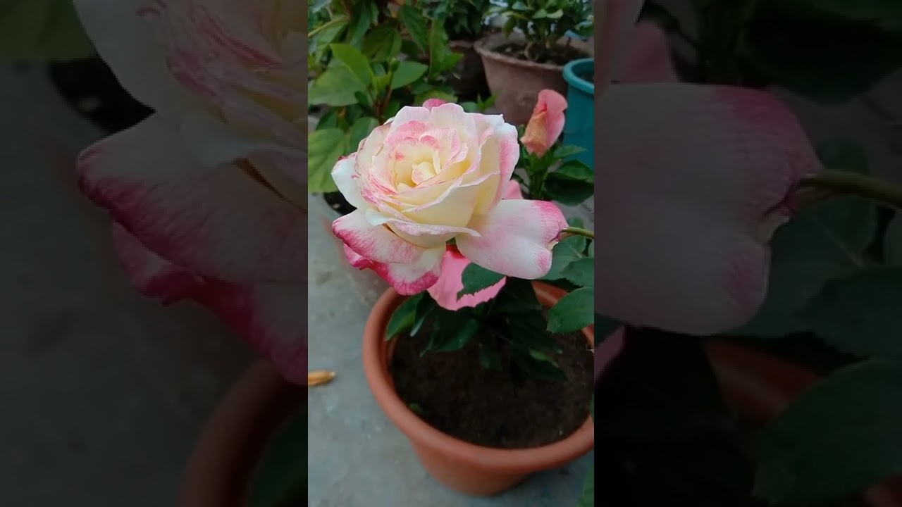 ❤️❤️ Terrace garden is a bliss 🥰🥰