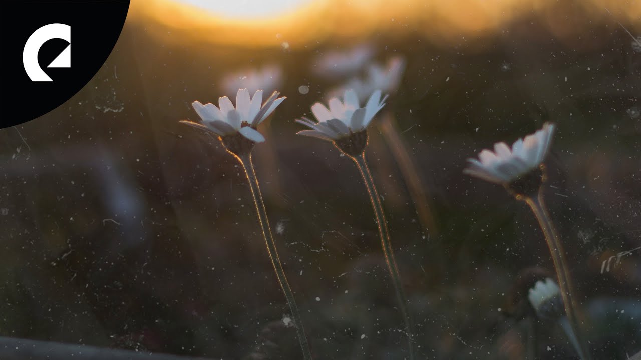 Bo the Drifter - Where the New Flowers Grow