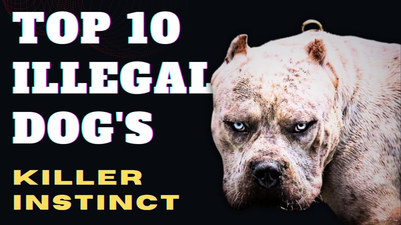 🤯🔥Top 10 banned dog breeds|Most illegal dogs🔥🤯 