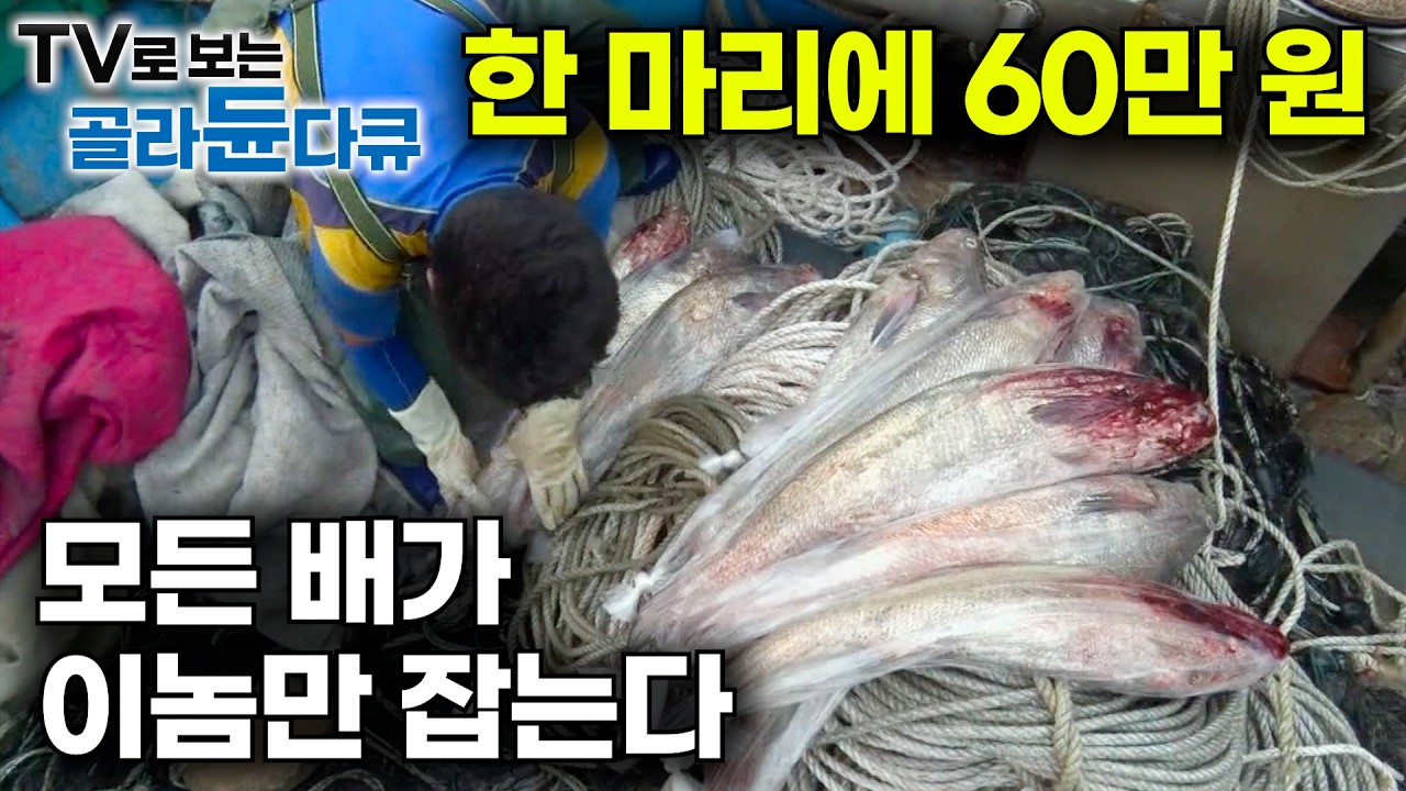 한마리에 60만 원. 이거 잡으려고 어선들이 몰린다｜서민들이 먹던 국민 생선, 보양식으로 소문나더니 최고급 생선된 민어｜민어 우는 소리에 투망했더니｜극한직업｜#골라듄다큐