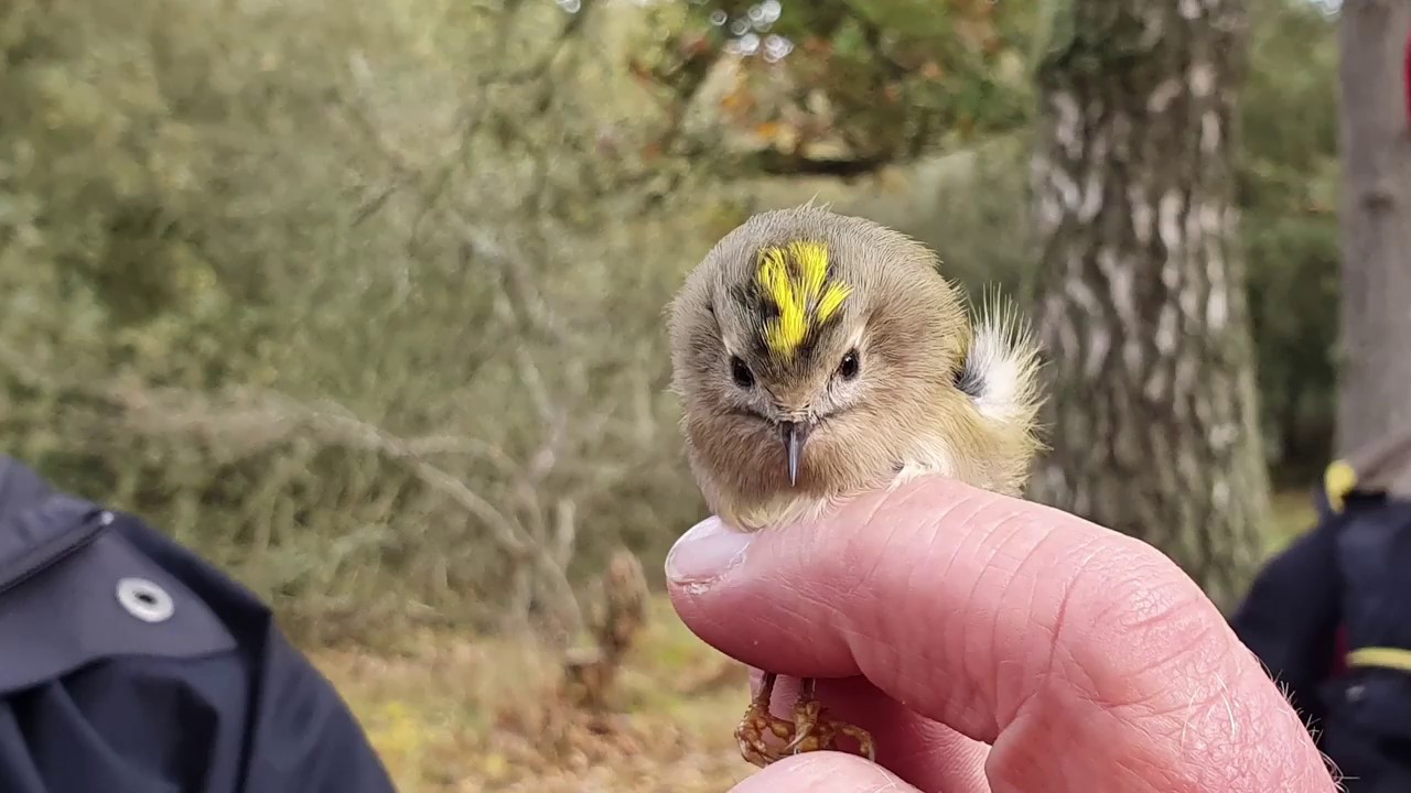 Fåglar på Öland med GOF 2019-10-17