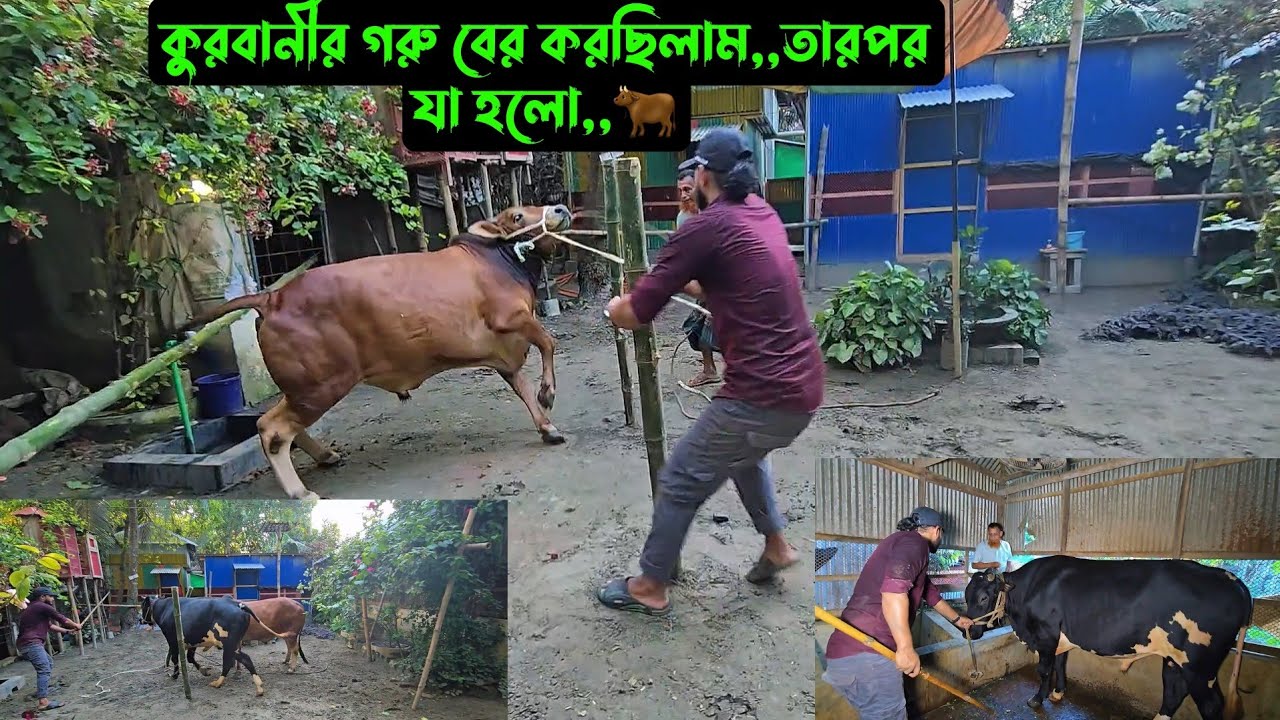 কুরবানীর গরু,,বাহিরে বের করছিলাম,,তারপর যা হলো,,🐂