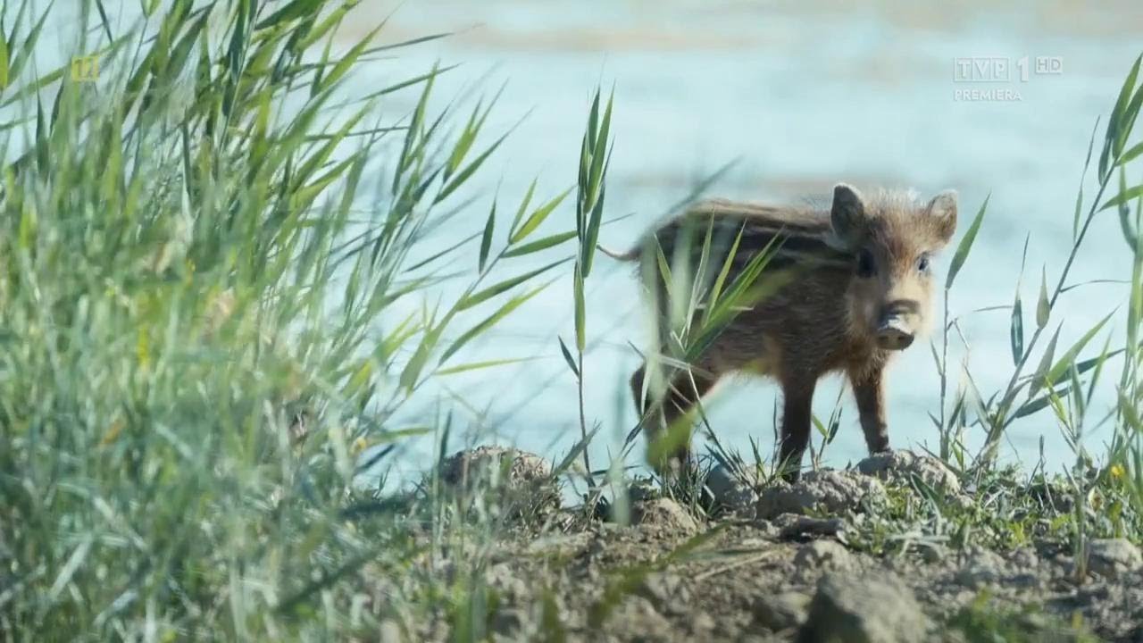 Świat dzikiej przyrody: Dzik. Nieznośny intruz (2024) Film Przyrodniczy PL