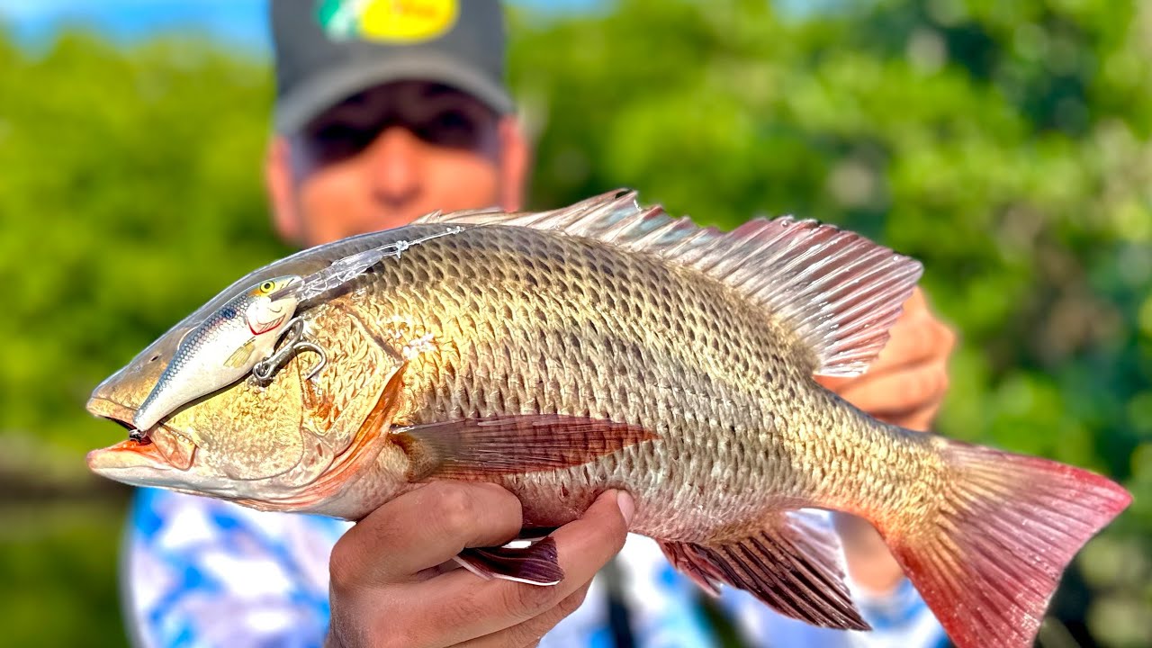 PESCA de PARGOS y ROBALO en los MANGLARES con SEÑUELO.