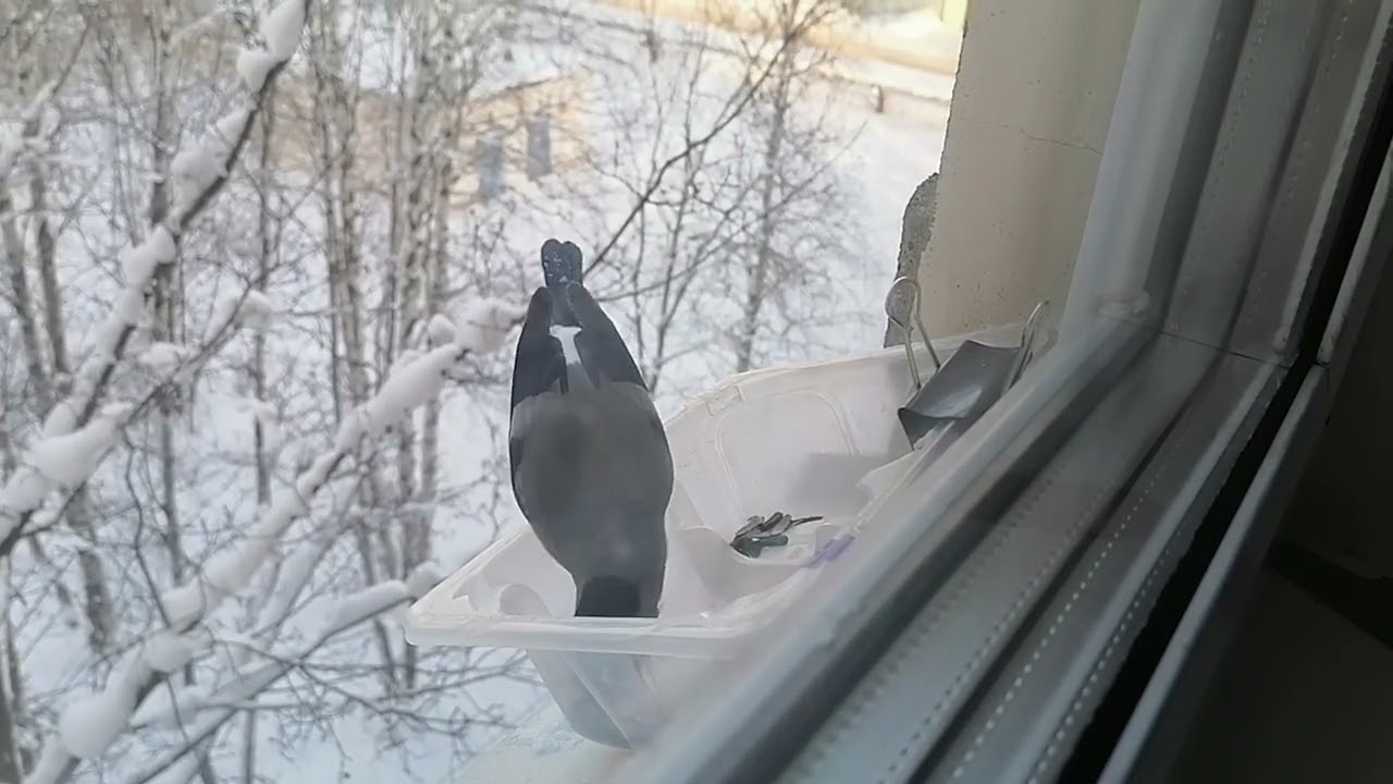 Снегири. Простая кормушка. 