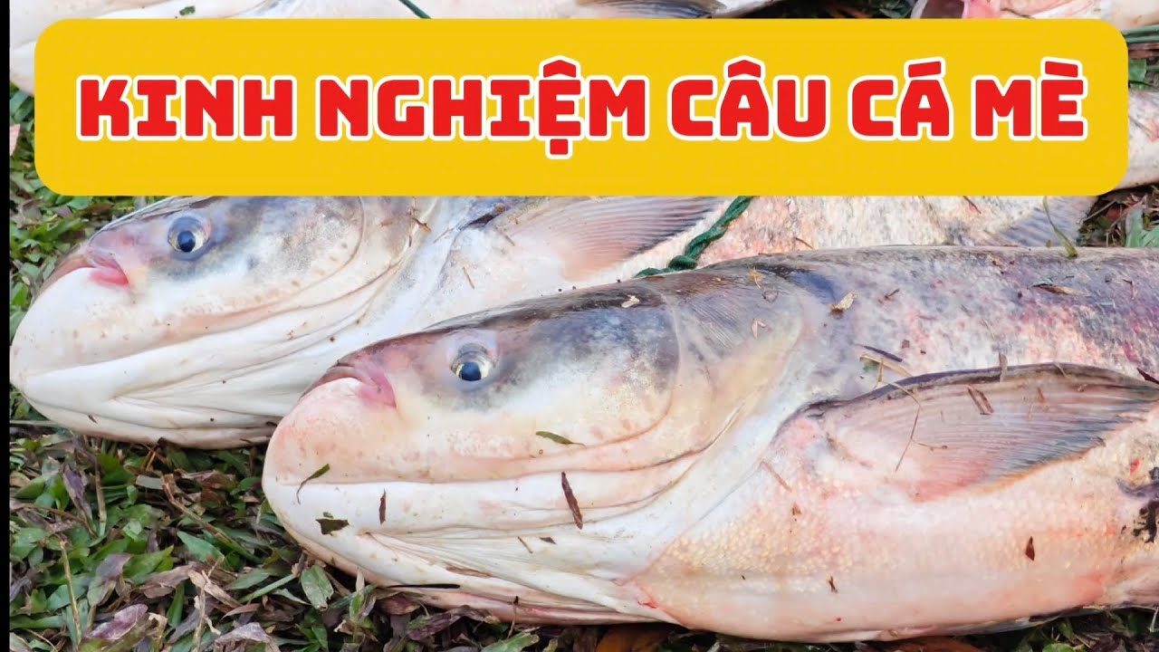 Kinh nghiệm câu cá mè hiệu quả nhất #caucame