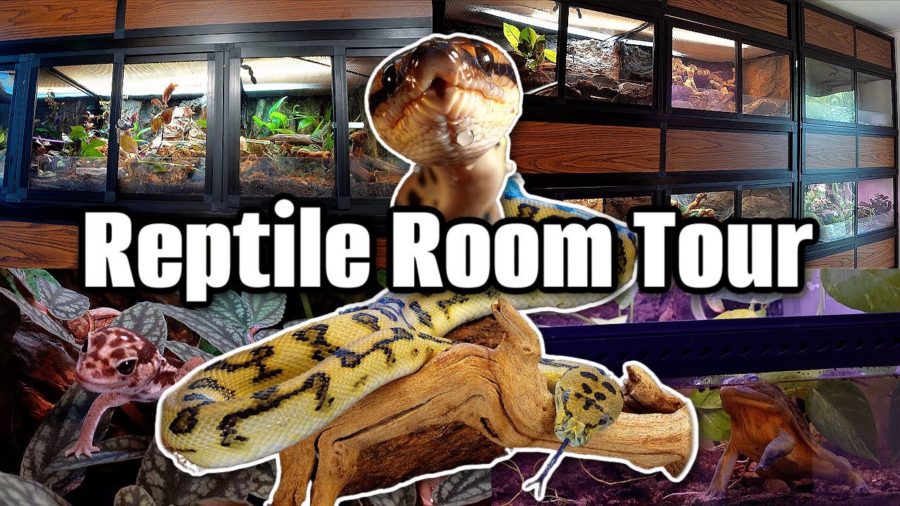 HUGE REPTILE ROOM TOUR! 2022