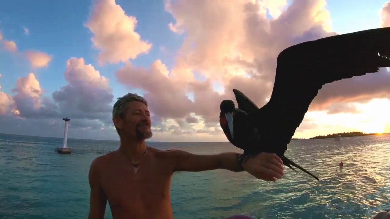 feeding mumu the frigate bird