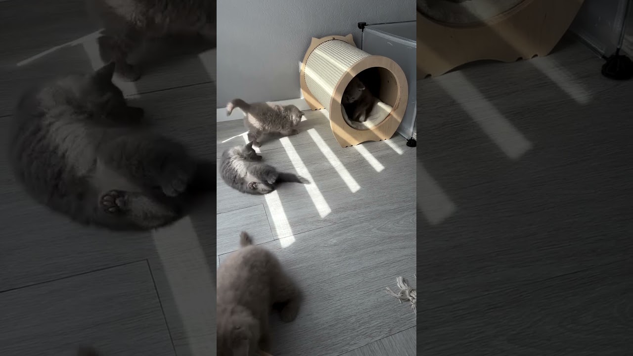 pure-breed British shorthair kittens 