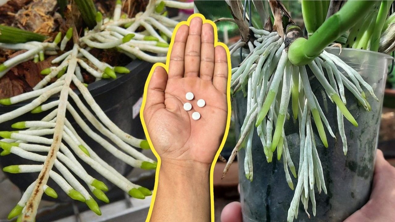 COLOQUE APENAS 1 COMPRIMIDO NAS ORQUÍDEAS E VEJA O INCRÍVEL RESULTADO 
