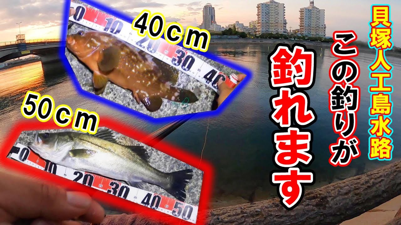 【大阪湾】ボーズ無しの最強釣法、大物が釣れるこの釣りが面白い。貝塚人工島水路でエビ撒き釣り
