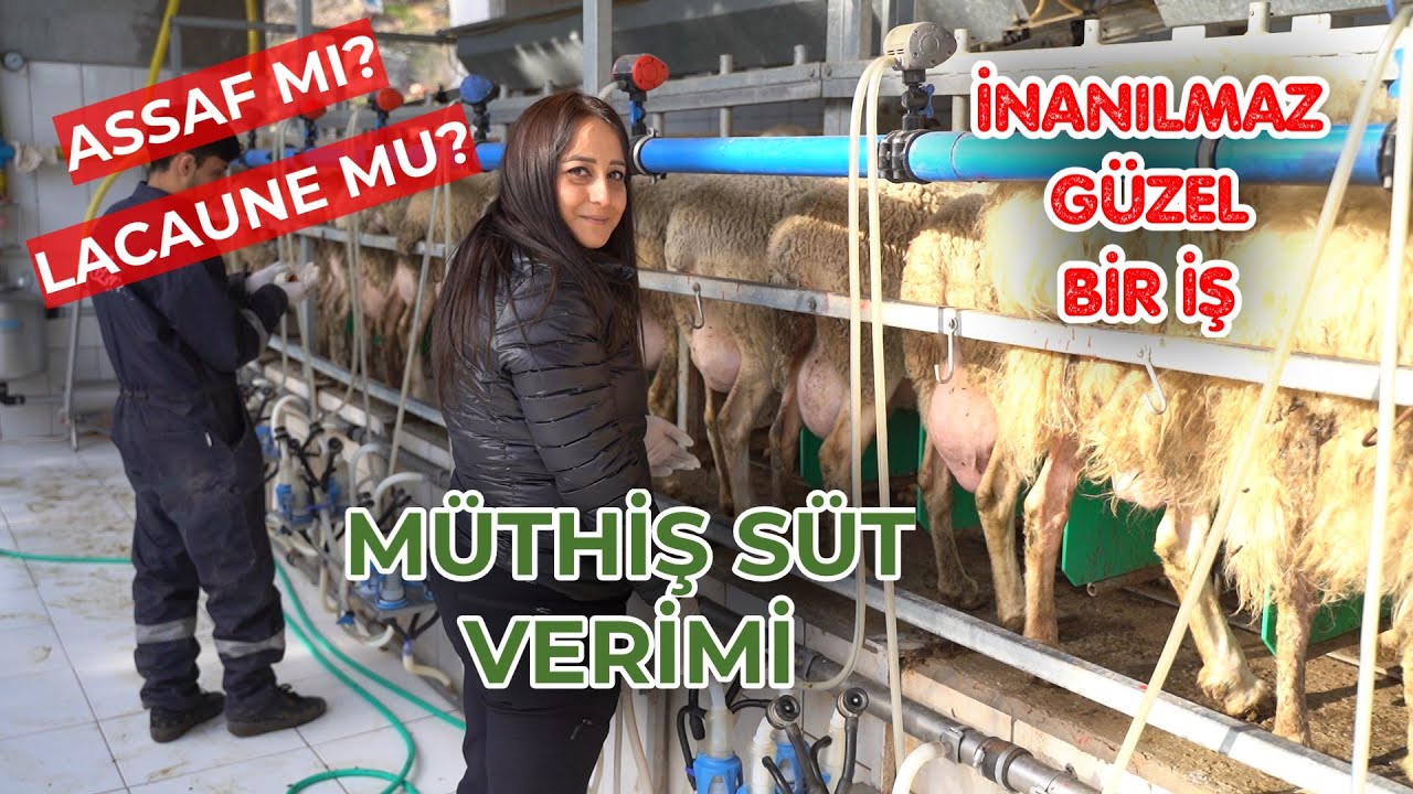 SÜT KOYUNCULUĞU BU KADAR PARA KAZANIYOR MU (Küçükbaş Hayvancılık ta Assaf mı Lacaune mu)