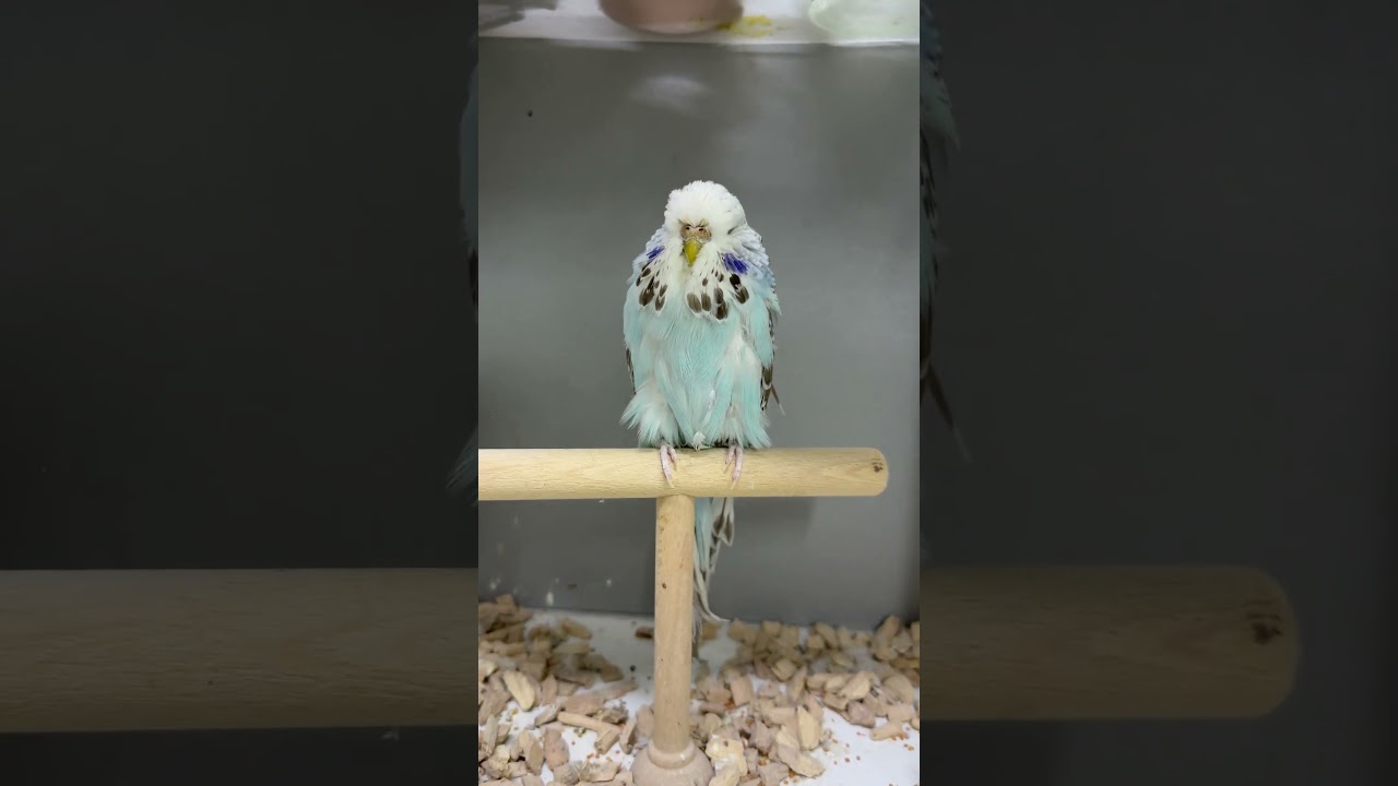 Opal dişi, #birds #muhabbetkuşu #showjumbo #showbudgie